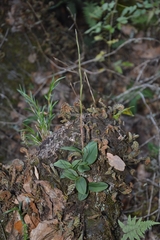Epidendrum longipetalum