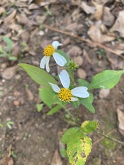 Bidens