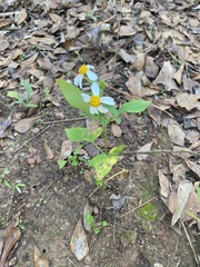 Bidens