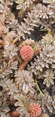 Acaena saccaticupula