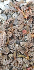 Acaena saccaticupula