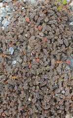 Acaena saccaticupula