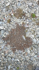 Acaena saccaticupula