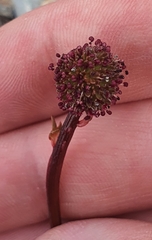 Acaena saccaticupula