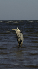 Ardea herodias