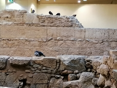 Columba livia domestica