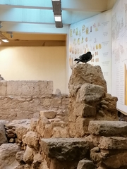 Columba livia domestica