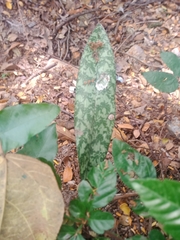 Sansevieria trifasciata