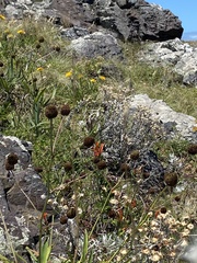 Eryngium sanguisorba