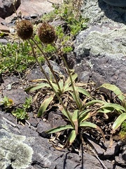 Eryngium sanguisorba
