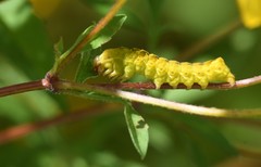 Cirrhophanus triangulifer