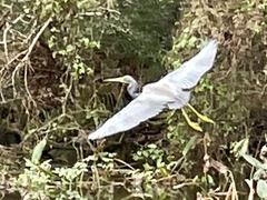Egretta tricolor image