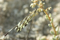 Nemoptera bipennis