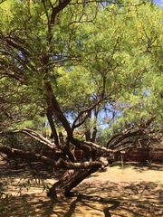 Prosopis chilensis