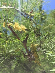 Prosopis chilensis