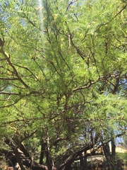 Prosopis chilensis