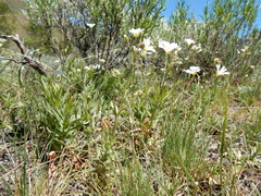 Cerastium arvense strictum