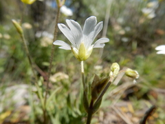 Cerastium arvense strictum