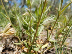 Cerastium arvense strictum