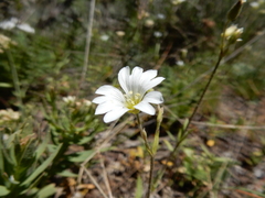 Cerastium arvense strictum