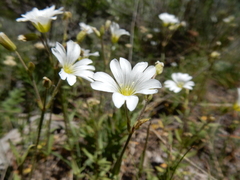 Cerastium arvense strictum