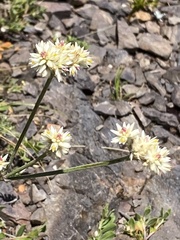 Pfaffia tuberosa