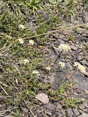 Pfaffia tuberosa