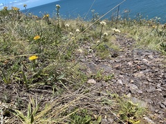 Pfaffia tuberosa