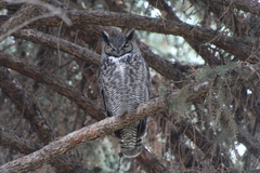 Bubo virginianus lagophonus