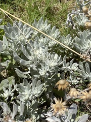 Senecio ostenii