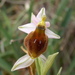 Argolian Bee Orchid - Photo (c) Pasquale Buonpane, some rights reserved (CC BY-NC), uploaded by Pasquale Buonpane
