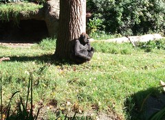 Gorilla gorilla
