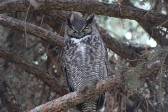 Bubo virginianus lagophonus