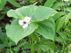 Trillium rugelii