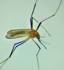 Coquillettidia xanthogaster