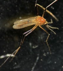 Coquillettidia xanthogaster