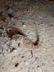 Chondrodactylus angulifer