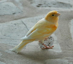 Serinus
