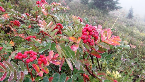 Western mountain ash (Sorbus sitchensis)