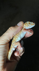 Chondrodactylus angulifer