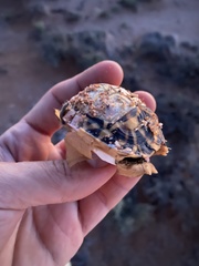 Psammobates tentorius trimeni