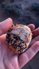 Psammobates tentorius trimeni