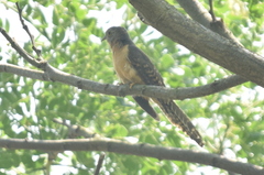 Cacomantis variolosus