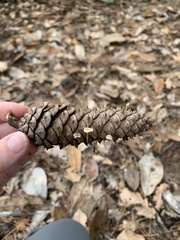 Baeospora