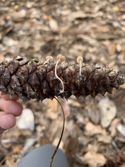 Baeospora