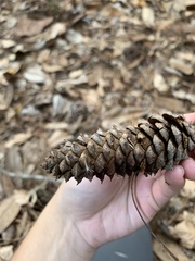Baeospora