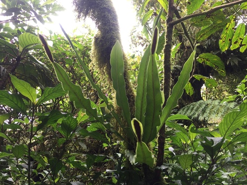 Lepisorus platyrhynchos observed 2018-04-29