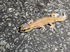 Pachydactylus austeni