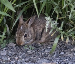Sylvilagus floridanus