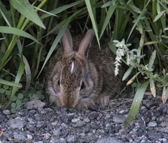 Sylvilagus floridanus
